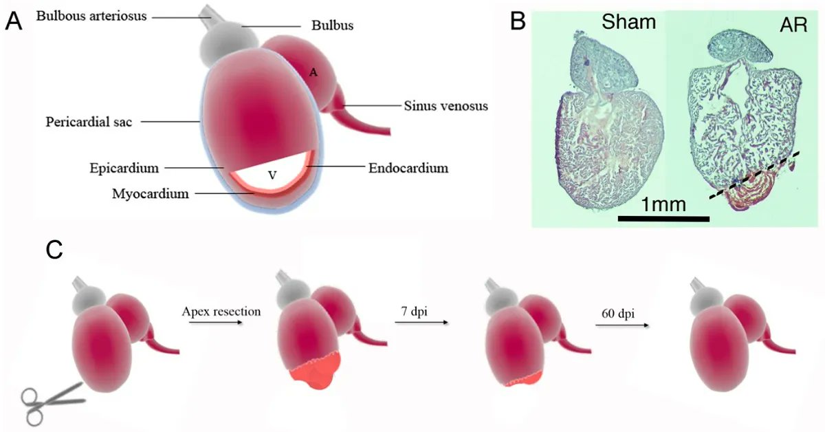 Heartconf2023's tweet photo. Mechanical Hearts Can Regenerate Some Heart Tissue
Session: Factors Affecting Heart
https://t.co/LEXhZrLnfl 
36th #World_Congress on #Heart_Diseases
February 28-March 01, 2022 
Edinburgh, Scotland
#Cardiology 
@LCavalcantiMD @charlie_girl @AAPBiofeedback @DrToniyaSingh https://t.co/dV0JCYjYoN
