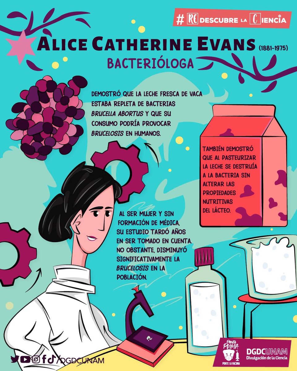 DGDCUNAM's tweet photo. #MujeresEnLaCiencia

Alice Evans fue la primera persona en comprobar que una misma bacteria es capaz de causar enfermedades distintas en humanos y animales (las vacas), la Brucella abortus

Gracias a Alice, se aplicaron normas que obligaron a  empresas a pasteurizar productos🥛 https://t.co/DGoyLqi3Pz