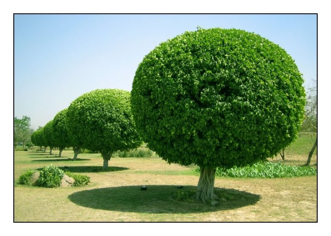 Captain_GreenKe's tweet photo. YOU WANT A HEALTHY TREE π³?
1. Plant the right tree in the right place
2. Water Properly
3. Mulch
4. Fertilize
5. Prune
6. Book Check ups
#planttrees #protecttrees #savetrees #climateaction
#CaptainGreen https://t.co/qnRKzmTHze