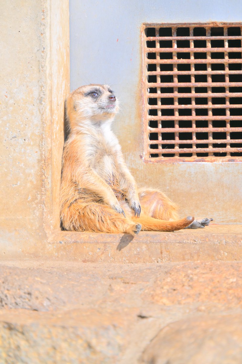 全てを失ったミーアキャット がこちら でもミーアキャットって結構全てを失いがちらしい ガチャ爆死したときの俺 Togetter