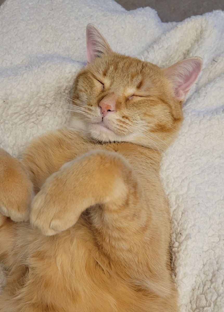 ShadesPhotos's tweet photo. Oh to always be this happy 😊 

#happycat #gingercat https://t.co/taG7zjFFgw