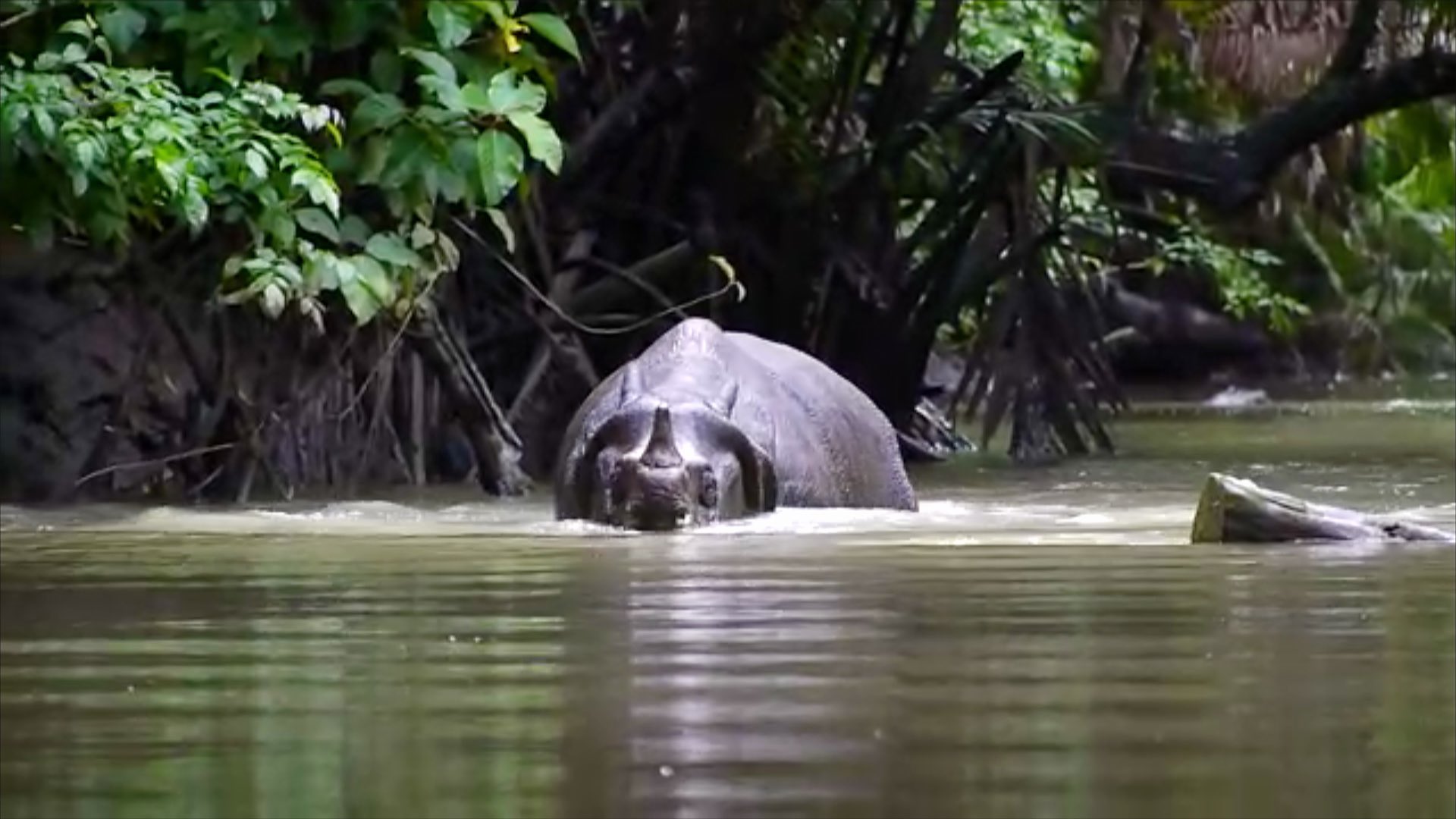 世界遺産 インドネシア初の国立公園 ウジュンクロン ここは幻のサイ ジャワサイの最後の生息地です 確認されているのはわずか75頭 その姿を捉えた貴重な映像 2月13日 日 午後6時からの放送で紹介します インドネシア ジャワ ウジュンクロン