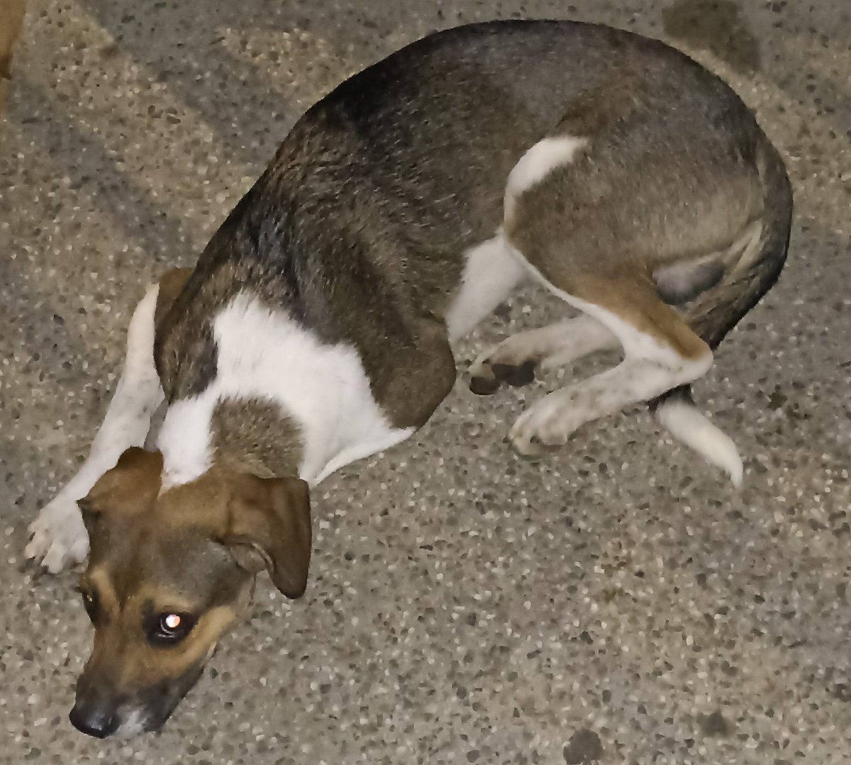 Aurelis_Brito's tweet photo. Encontré este perro en el parque de la Virgen en Cali, cerca al coliseo María Isabel Urrutia. Está cachorro, Si alguien tiene información o desean darle un hogar por favor comunicarme. 
#cali #perroperdido #adopcionresponsable #adopción #adopcionperro #SeBuscaPerro https://t.co/MF5MUN9l2B