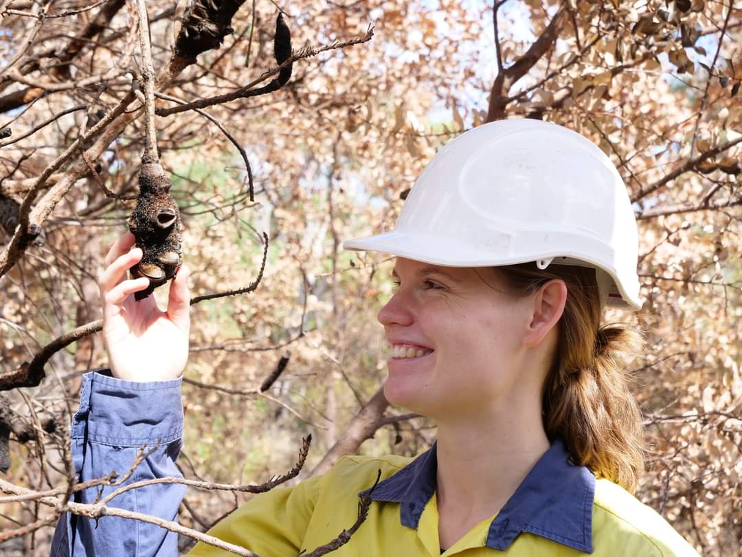 Meet Ebony, a PhD candidate at @MurdochUni and #KingsParkScience. Ebony’s PhD research explores ecological resilience in restored Banksia woodland ecosystems, to understand how well an ecosystem can ‘bounce back’ after a disturbance, such as fire 🍃