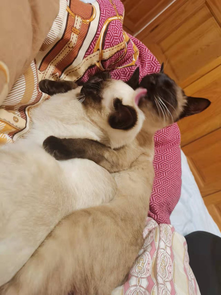 eyleb1's tweet photo. 🥰🥰
#猫好きさんと繋がりたい 
#シャム猫 https://t.co/CmwMvWMhO5