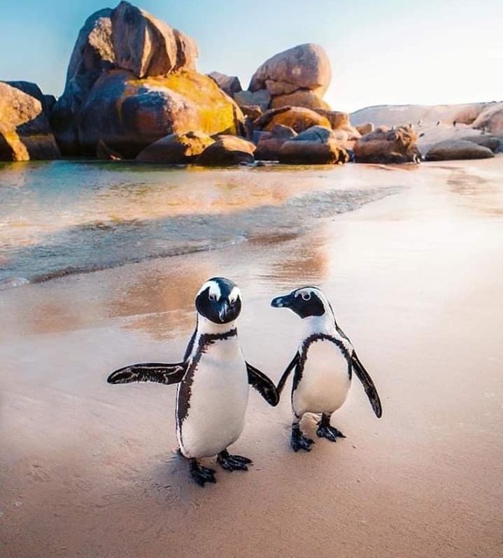 s_msonia's tweet photo. __"Amo las cosas buenas,las buenas historias que dicen algo;me gusta todo lo que hace palpitar mi corazón ...es bueno tener la piel 
de gallina porque significa que estás viviendo". 
 ~ José Saramago✒

#BuenosDias 
#BuenosDiasMundo 
#FelizViernesATodos https://t.co/eYS5GhZZgI