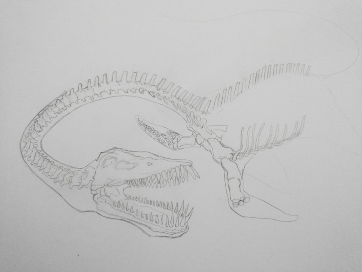 I'm working on a Loch Ness monster anatomy drawing for <a href="/kara_ren_ee/">Kara Renee</a>'s son! So far I'm basing him on an elasmosaurus and other plesiosaurs. What do you think--should he have fins on his back or no?
#lochness #dinosaurs #art
