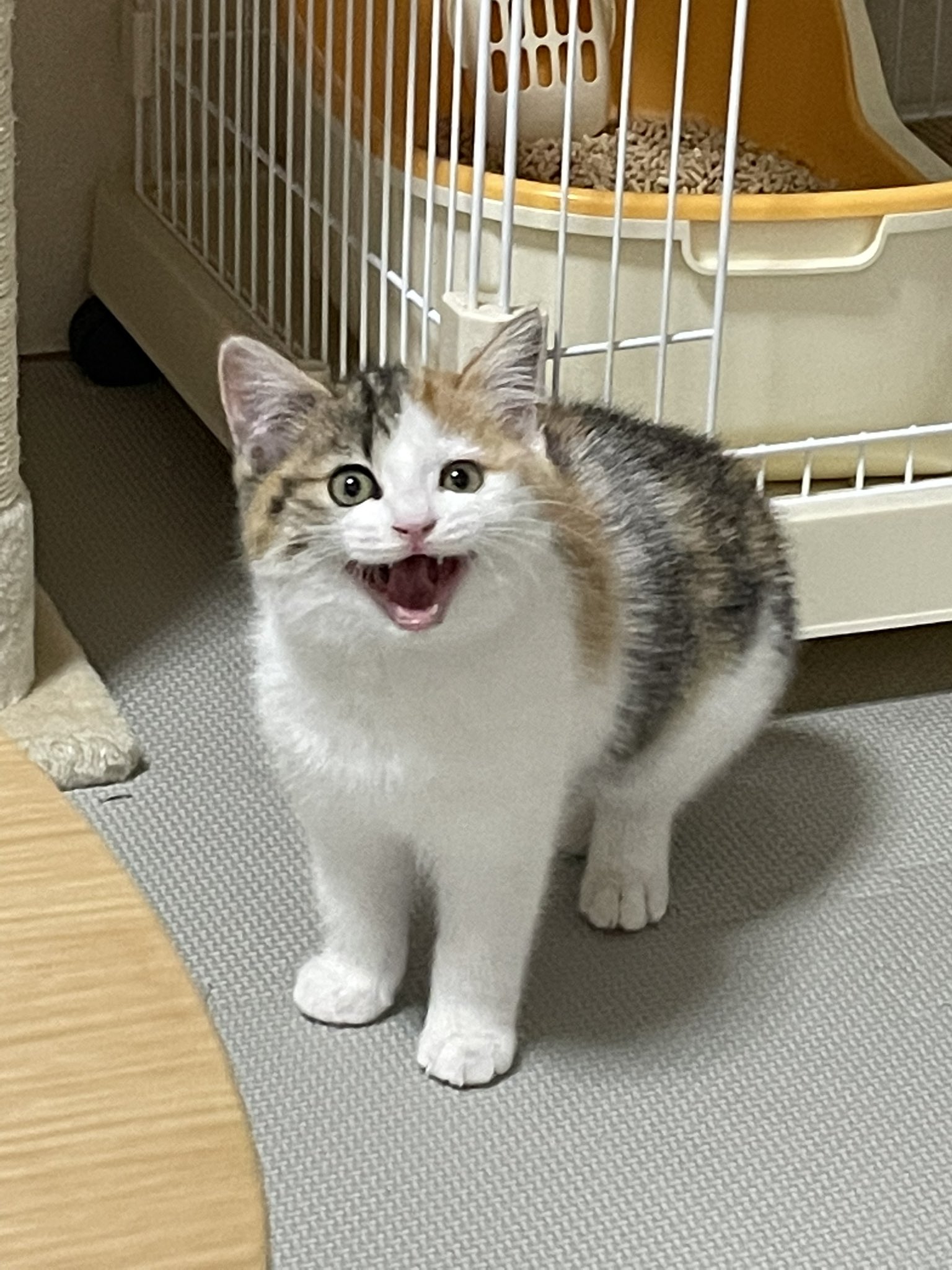 保護猫 名前未定 パステル三毛 Hogoneko Mitei Twitter