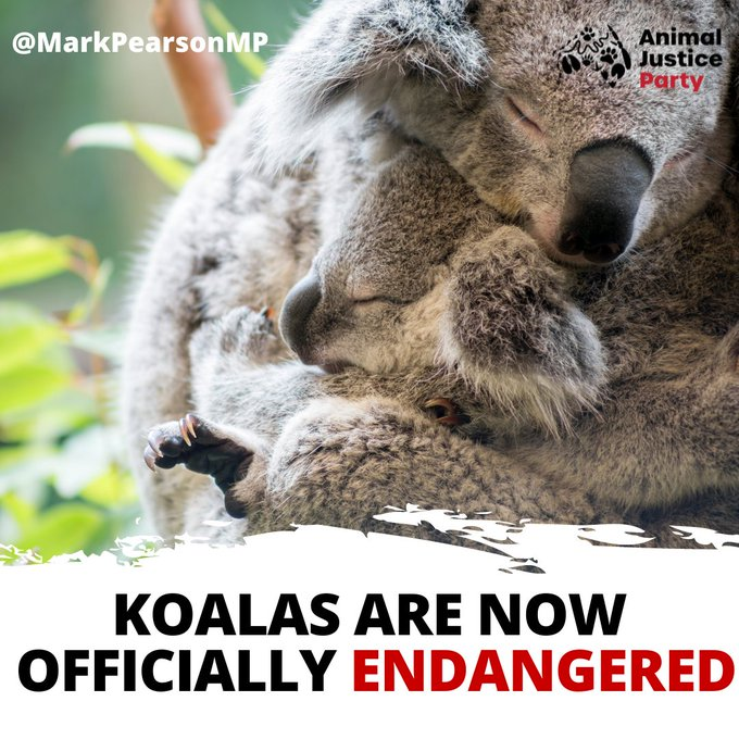 RobRobbEdwards's tweet photo. All words &amp; Pic are those of Mark PearsonMP

Koala populations in NSW, Queensland and the Australian Capital Territory will now be classified as “endangered” under the Environment Protection and Biodiversity Conservation Act. https://t.co/0yqS3SMzKs