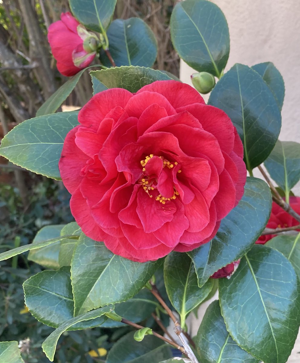 JimReichert2's tweet photo. Camellia Kramer’s Supreme.
#camellia
#椿
#garden 
#gardening 
#庭 https://t.co/1pGV3LTIPA