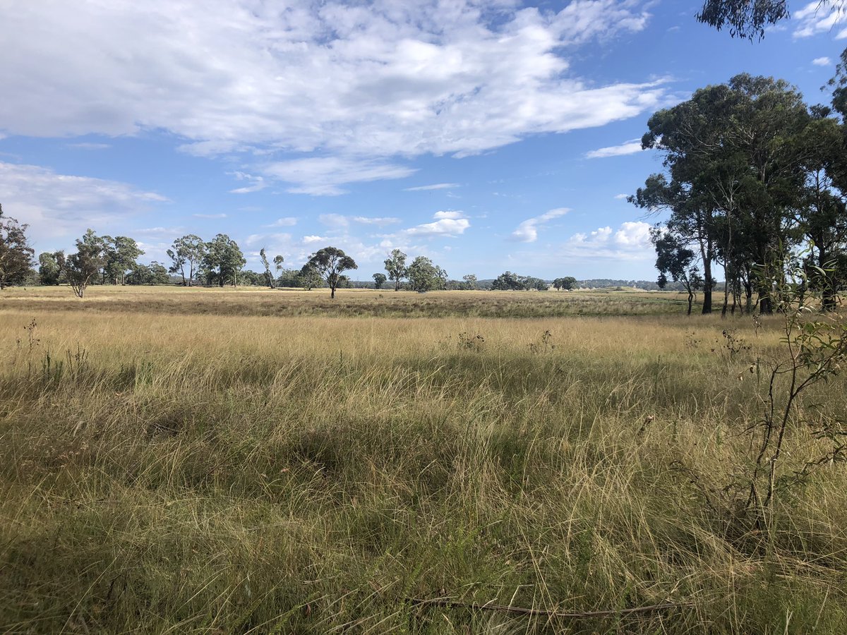 birdandbatlife's tweet photo. #upland #wetlands today with #dynamiclagoons https://t.co/KXGp39CdEH