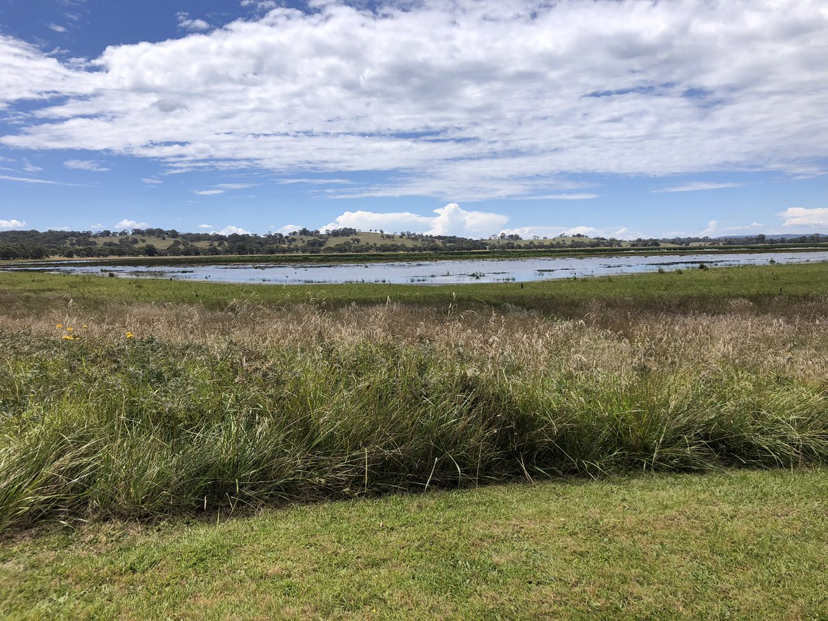 birdandbatlife's tweet photo. #upland #wetlands today with #dynamiclagoons https://t.co/KXGp39CdEH