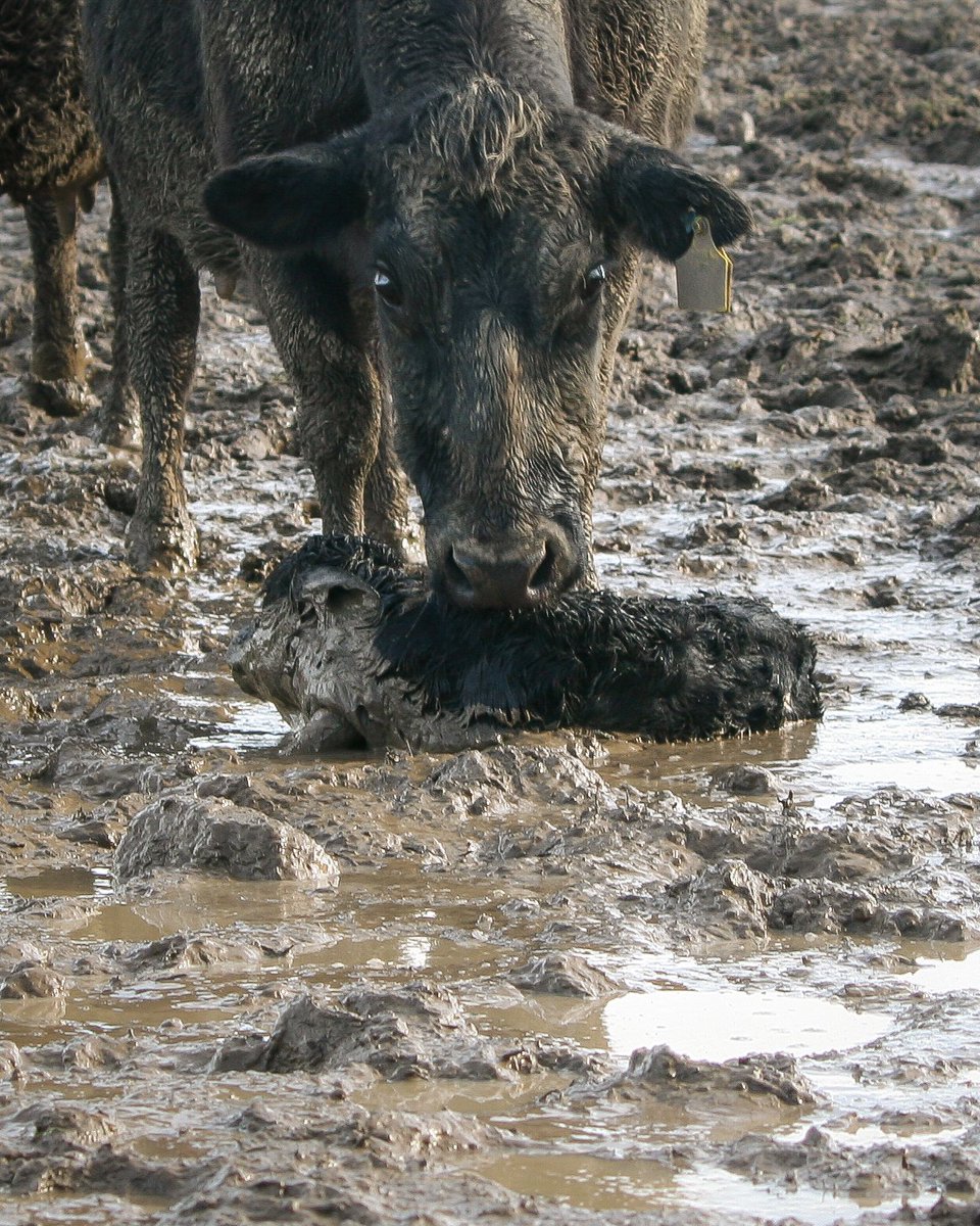 geoffreidnz's tweet photo. No hard feeling to cows.. but they're just so inefficient at turning plants into milk. #DairyIsScary #TooManyCows https://t.co/gZy1gbRxdL