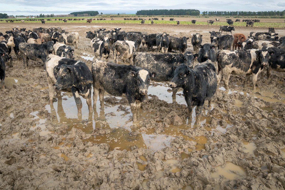 geoffreidnz's tweet photo. No hard feeling to cows.. but they're just so inefficient at turning plants into milk. #DairyIsScary #TooManyCows https://t.co/gZy1gbRxdL