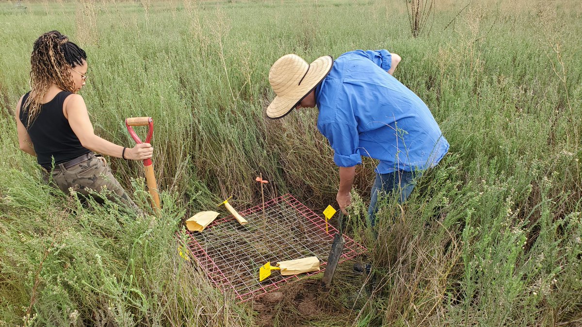 land_hydro's tweet photo. Belated photo from our last activity. Installing teabags to monitor microbial activity. Cutting grass for dry matter estimates. Great views of Mt Kaputar @vanessapino, @amandagraafhot1 and Will. #Llara @SiaSydney @SydneySOLES @pbinarrabri https://t.co/koptbZXN2o
