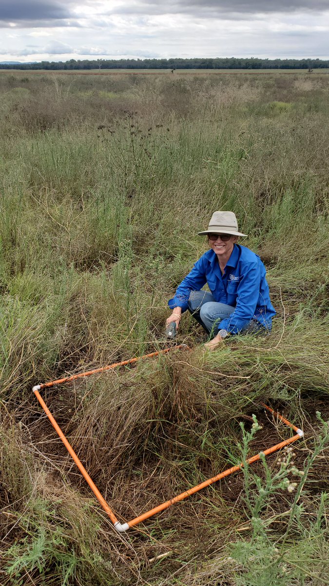 land_hydro's tweet photo. Belated photo from our last activity. Installing teabags to monitor microbial activity. Cutting grass for dry matter estimates. Great views of Mt Kaputar @vanessapino, @amandagraafhot1 and Will. #Llara @SiaSydney @SydneySOLES @pbinarrabri https://t.co/koptbZXN2o