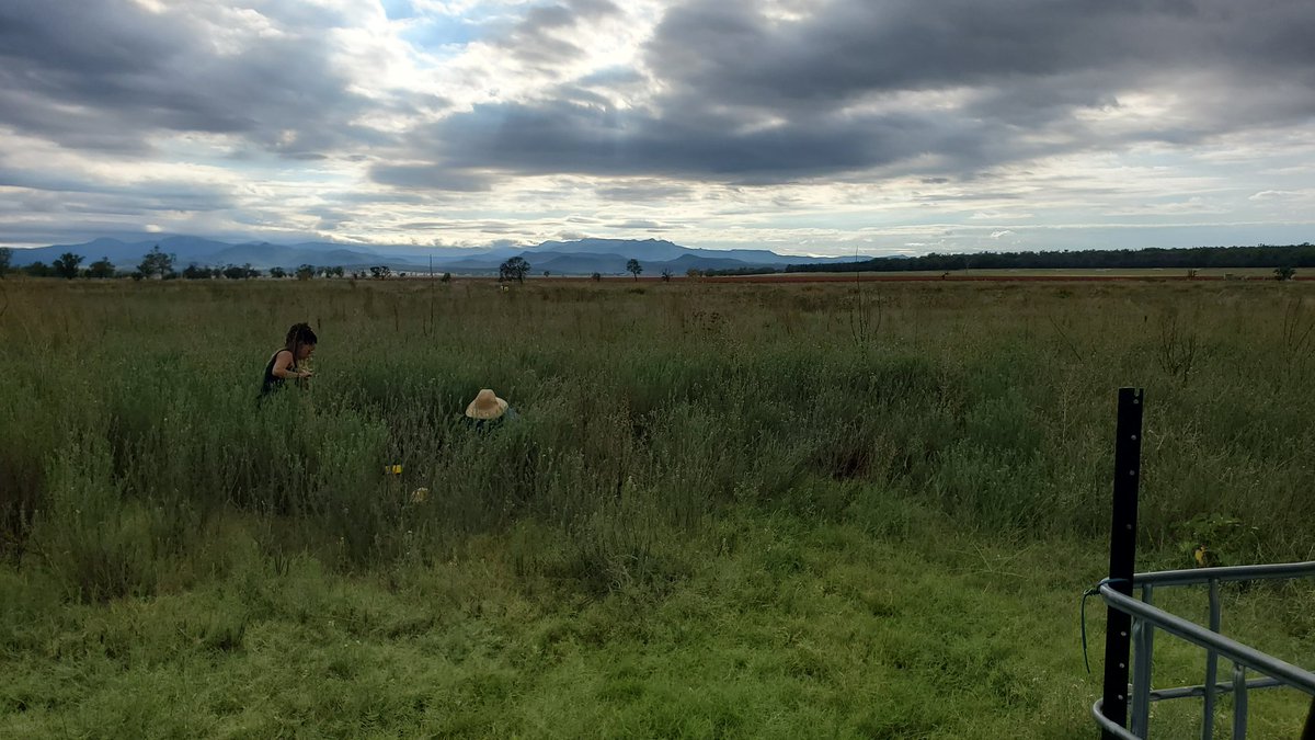 land_hydro's tweet photo. Belated photo from our last activity. Installing teabags to monitor microbial activity. Cutting grass for dry matter estimates. Great views of Mt Kaputar @vanessapino, @amandagraafhot1 and Will. #Llara @SiaSydney @SydneySOLES @pbinarrabri https://t.co/koptbZXN2o