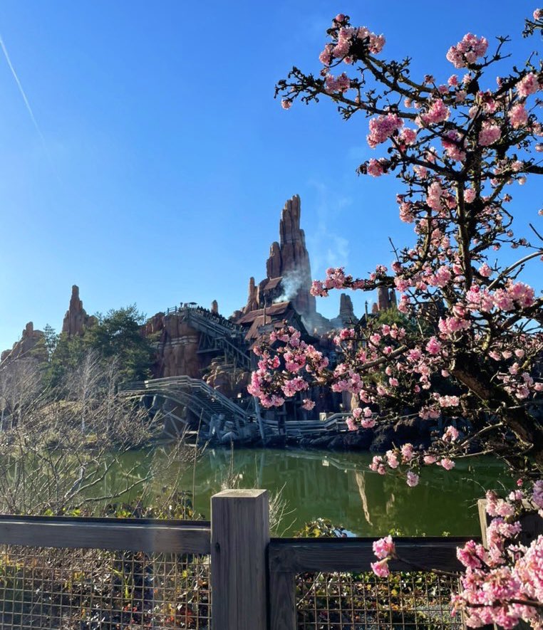 Early winter flowering at Frontierland 
🌺☀️