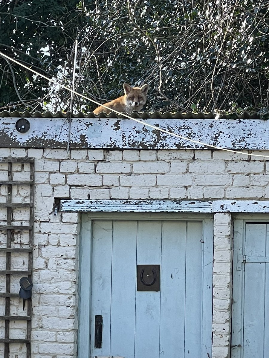 Dawn Hardwick tweet media