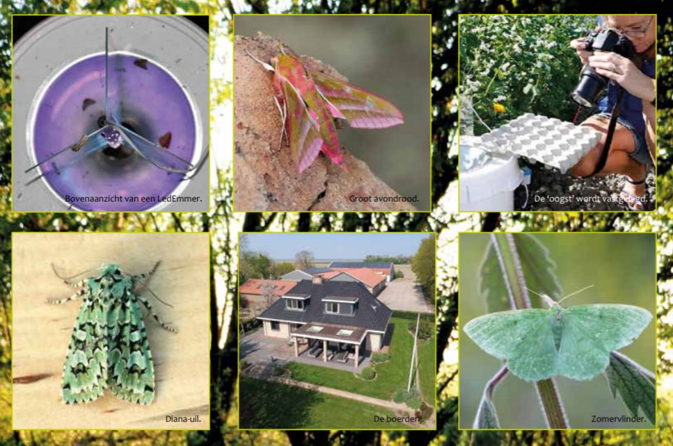 BoerenNatuurNL's tweet photo. Leuk en leerzaam: vlinders kijken in BIMAG. Boeren (en boerinnen) tellen met LedEmmers welke nachtvlinders er op hun erf en land voorkomen en geven hun waarnemingen door. Karin Bergmans-Elshof is een van hen. Lees en kijk! --> https://t.co/GXeMUyMXHb... https://t.co/5XH3J5xg07