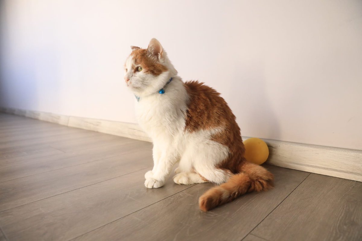 toros_kedi's tweet photo. #Cumartesi gününü böyle bekliyorum.  ❤️ 🐈
.
.
#cat #toros #toroskedi #antalya https://t.co/YG7LWqt67I