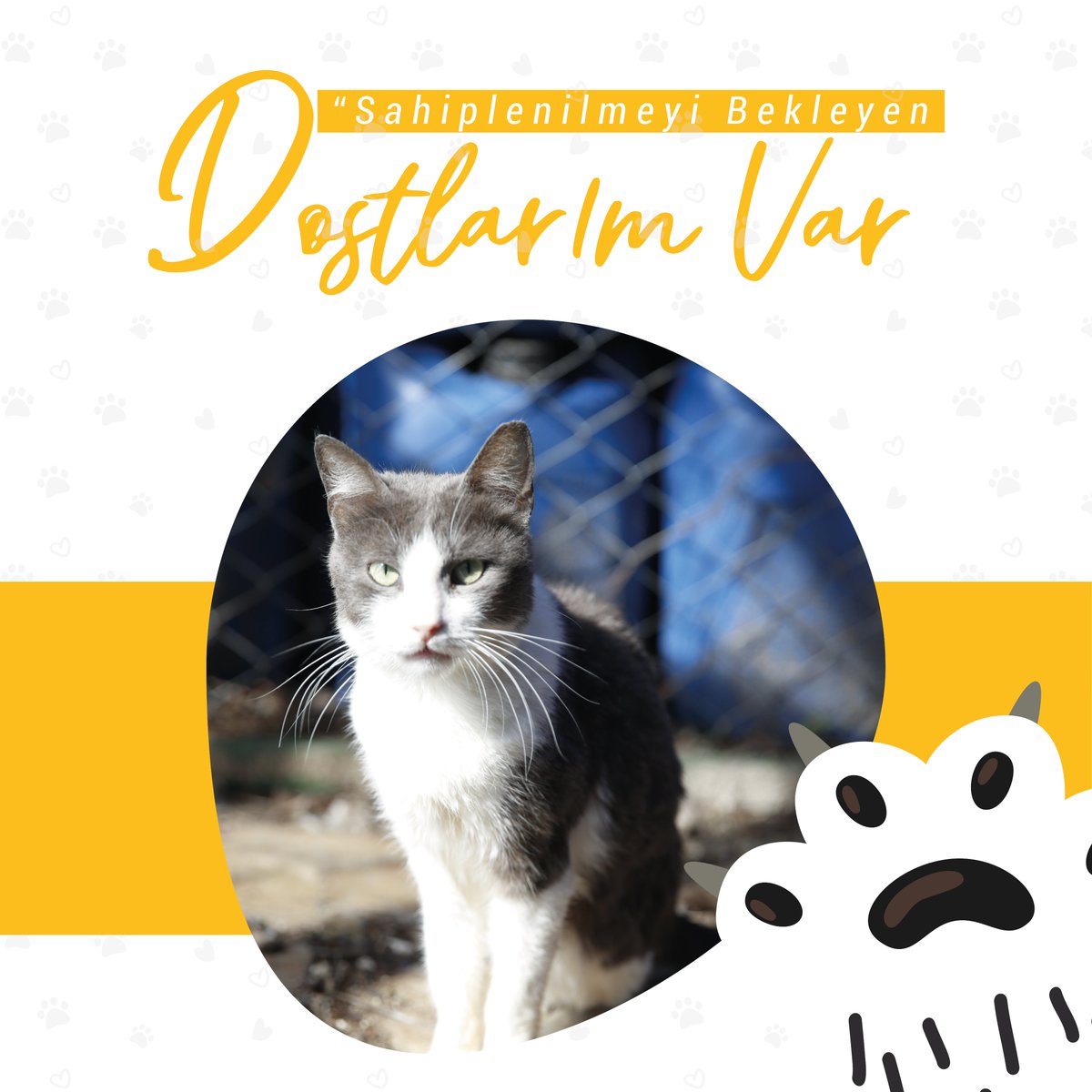 toros_kedi's tweet photo. ABB Sahipsiz Hayvan Geçici Bakımevi’nde can dostlarım sahiplenilmek için sizleri bekliyor. 🐾🐈🐕

Kısırlaştırılmış ve aşılanmış dostlarımızı sahiplenmek için 0242 332 53 18 numaralı hattı arayabilir ya da bakımevimizi hafta içi 14.00-16.00 arasında ziyaret edebilirsiniz. https://t.co/BbUnC9YTMO