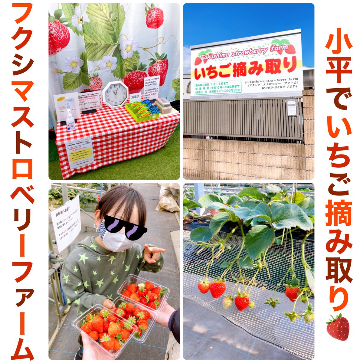 naska_writer's tweet photo. 先週、#小平 で「いちご摘み取り🍓」をしてきました😊

☑︎場所は？
☑︎予約方法は？
☑︎摘み取りの品種は何種類？
など、インスタグラム📸に公開しました‼️
👇
https://t.co/2cNkssL1o5

摘みたていちごは、味が違いますね💕

#フクシマストロベリーファーム #いちご摘み取り #小平産 #小平農家 https://t.co/goQB1a8hrM