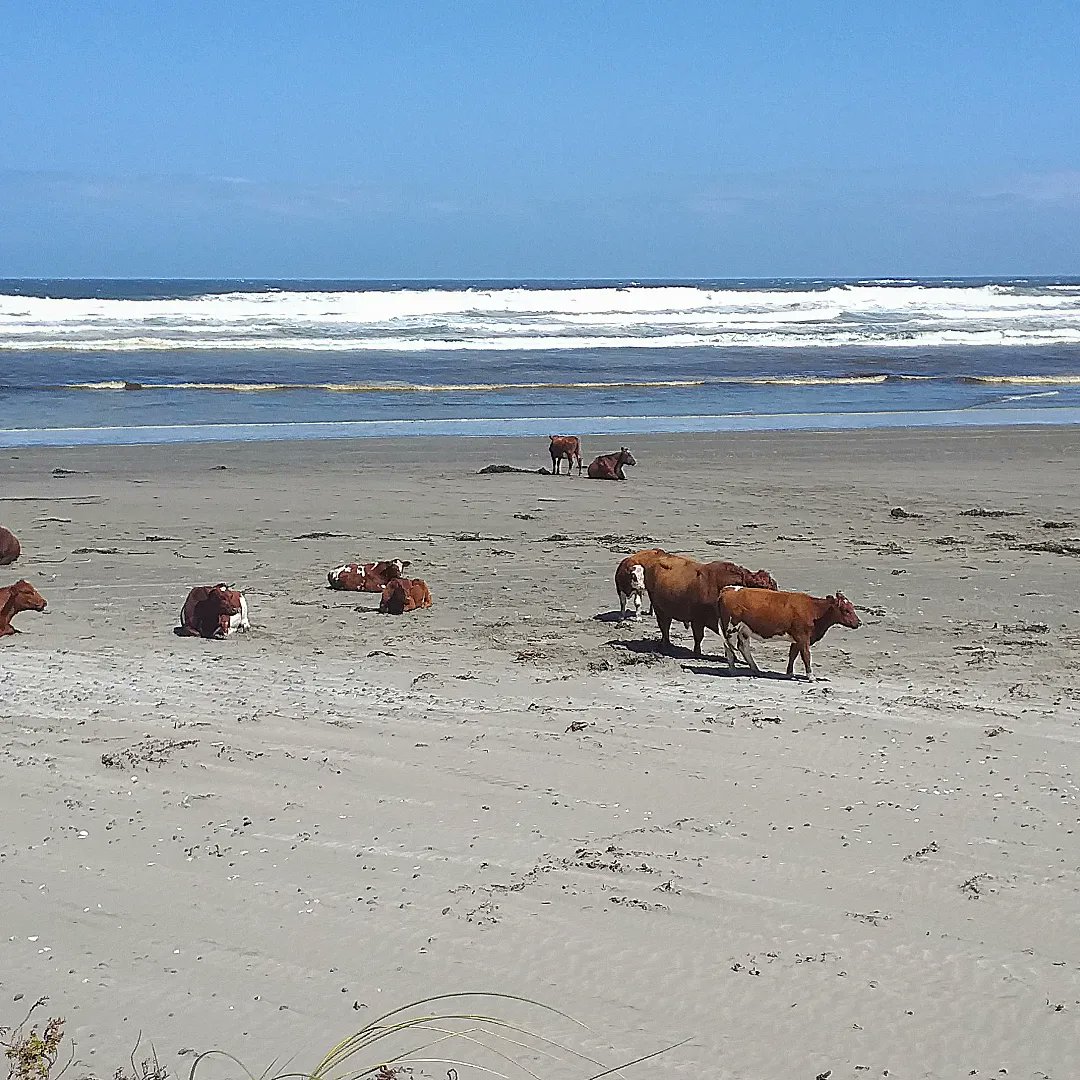 AravenaNieves's tweet photo. Buenos días! Les comparto unas vacas playeras en sector de Mar Brava, en la isla grande de Chiloé. Cosas del sur! https://t.co/6CWAIb35QA