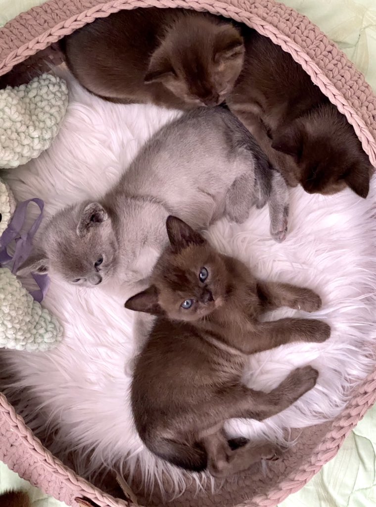 Pn30aLij's tweet photo. 1 month🤩 11.02.22 #CatsOfTwitter #Burma #birthday https://t.co/z8CrSoGSR6