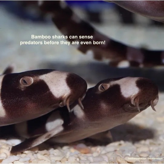 #sharks #scicomm #FactFriday #amazing #marinebiology #sharksandrays #brownbandedbambooshark