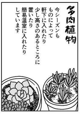 発売中のまんがライフオリジナルに土いじりエッセイまんが「もぐもぐガーデン」が掲載されています。冬のホウレンソウ、多肉植物のことを描きました。 