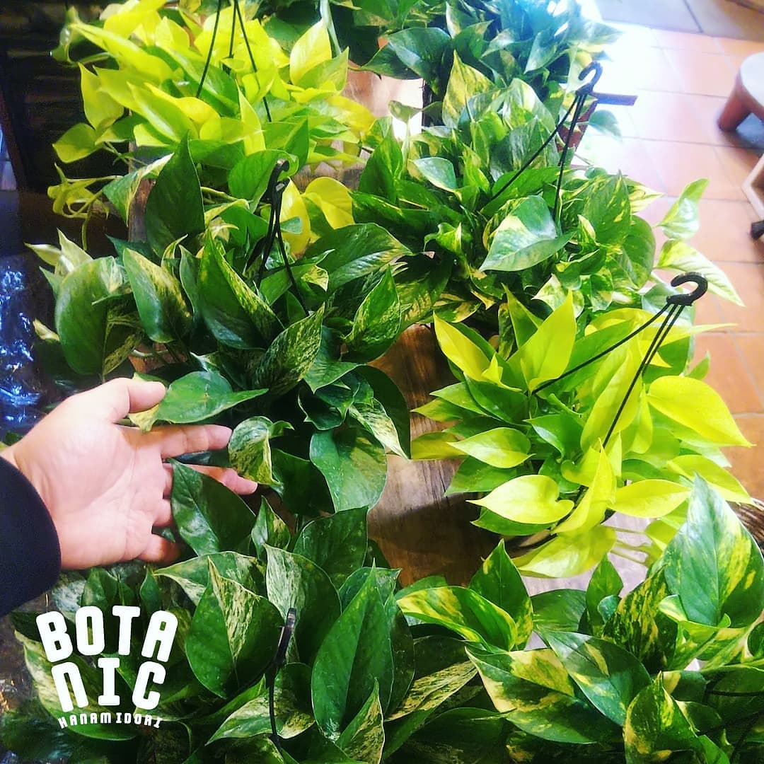 園芸専科 花見鳥 Hanamidori Cube878 Twitter