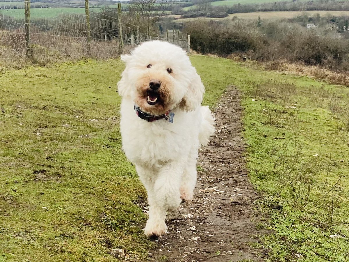dog_timber's tweet photo. I’ve reached 100 followers 🎉 
Thank you all 🐶
Happy Friday everyone 🐾🐾🐾🐾 

#dogsoftwitter #dogs https://t.co/ybvqMxzYz0