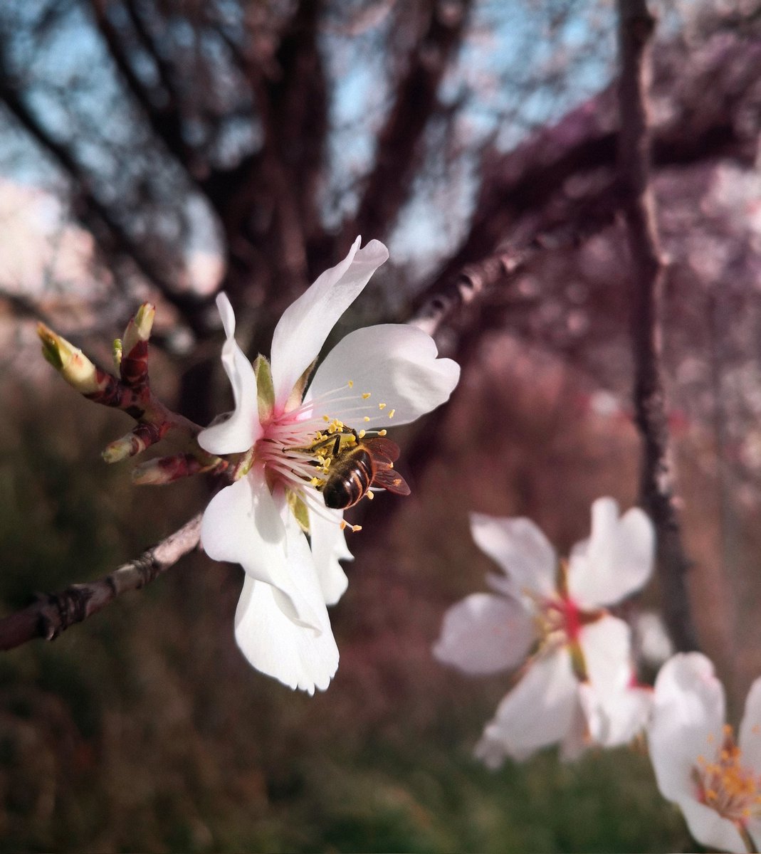 Lu_Bi_No's tweet photo. Morning friends! 🐝🤍🐝 Today I feel it's going to be a lovely day :)
#springtime #LoveIsInTheAir #likeabee #breathinglife #photography #nature https://t.co/mfxsLSss9F