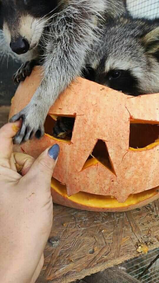 Raccoons Hourly tweet media