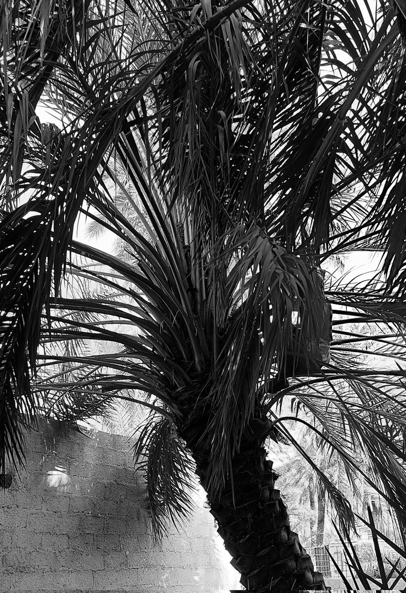 أشد ما أسعدني في هذا الفتى وأعاد إلي ذكريات الزمن الجميل ؛ أنه كانت لديه مهارة غير عادية في تسلق أشجار النخيل وكان يصل الى قمتها ، ويتمايل معها مع كل هبة ريح وكأنه غصن من أغصانها .