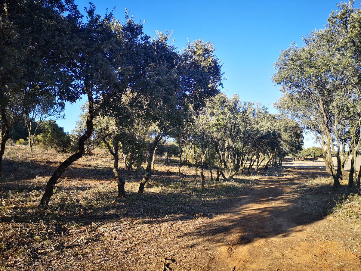 AAMM_JCCM's tweet photo. ➡️ Las Vías Pecuarias 🌳🐐 son un patrimonio público de gran valor medioambiental que está protegido por Ley.

➡️ #AAMM han acompañado al Delegado de @DSostenibleCLM en #Guadalajara y al alcalde de #Pastrana para visitar trabajos de mejora en la Cañada Real Soriana Oriental 👇📷 https://t.co/xW0qaHrIBP