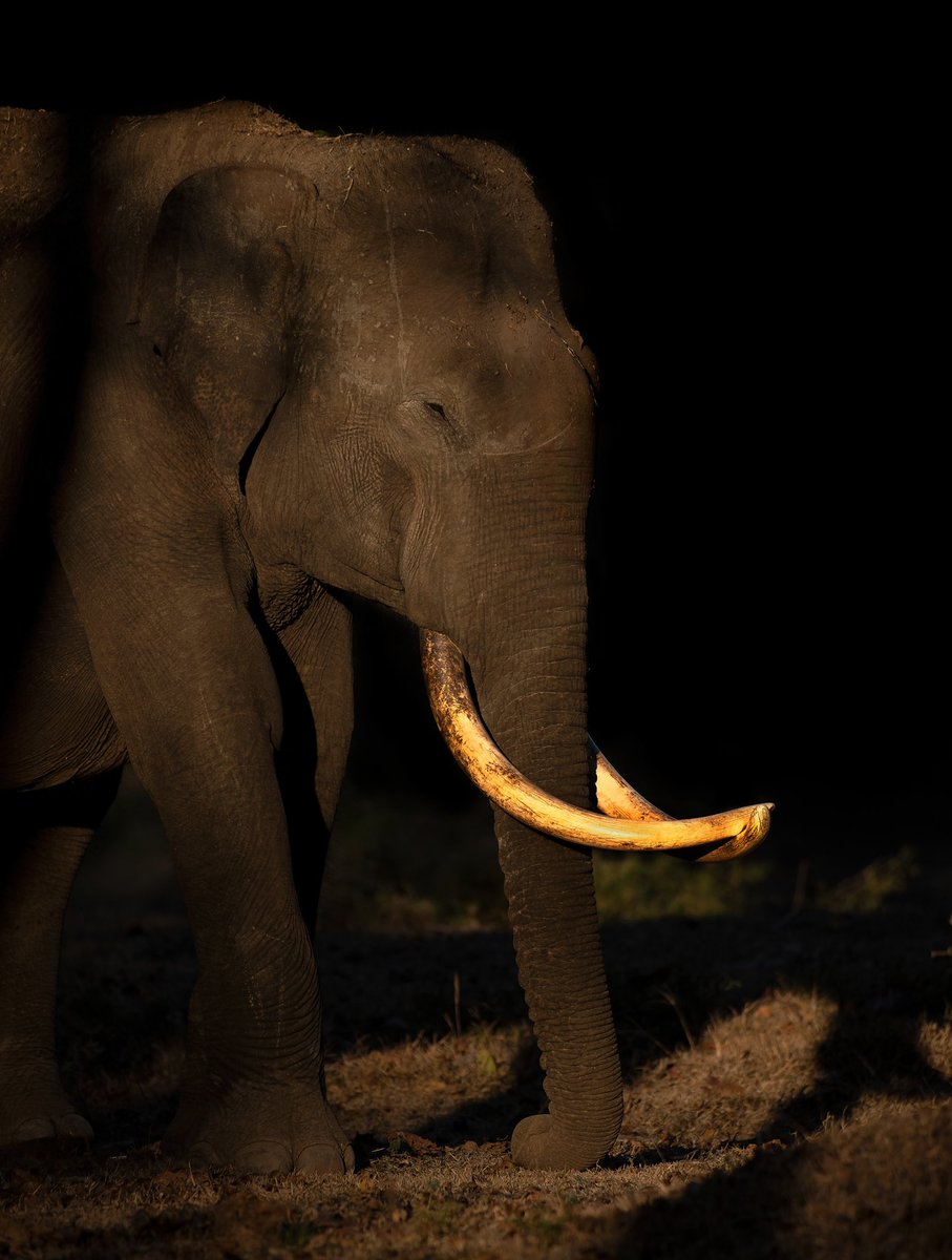 travelwithsubbu's tweet photo. “The silent ruler” and “the silent mammoth” are so close to finding a new home.
It’s my way of portraying endangered species and how they suffer in the dark. We are the only light left for them. Both are low key images and are not post processed.

https://t.co/2CHFXI9fYS https://t.co/OX2tzblKNC