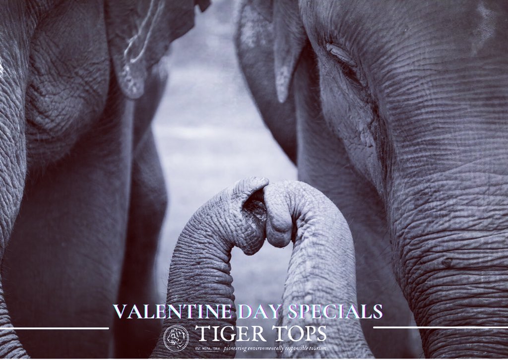 Spend this #valentine day with special person in a very special way at #Tigertops . For more info info@tigertops.com