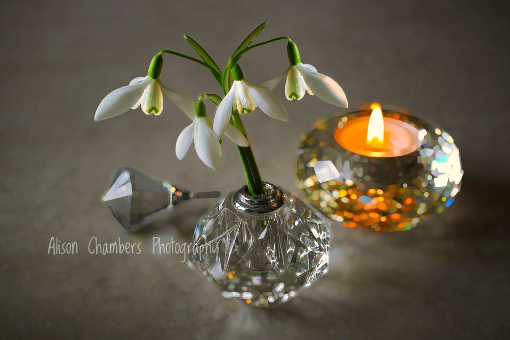 Snowdrops and Candlelight©️.
Shop.Photo4Me.com/1099461 & fineartamerica.com/featured/snowd… & alisonchambers2.redbubble.com & Society6.com/alisonchambers2 - name not on artwork. #snowdrops #galanthus #wallartdecor #floralcanvas #flowerprint