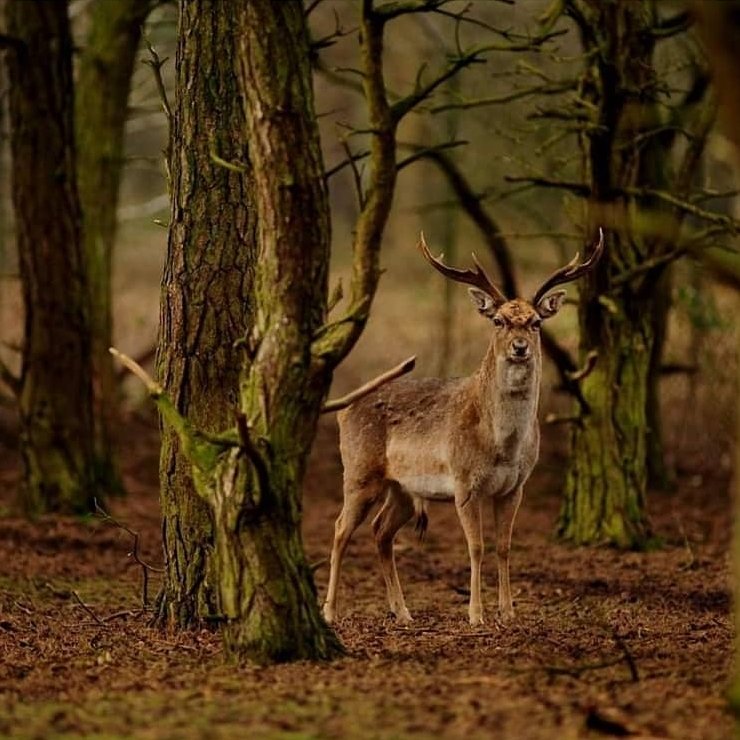 Leo Hens (@leohens57) on Twitter photo 