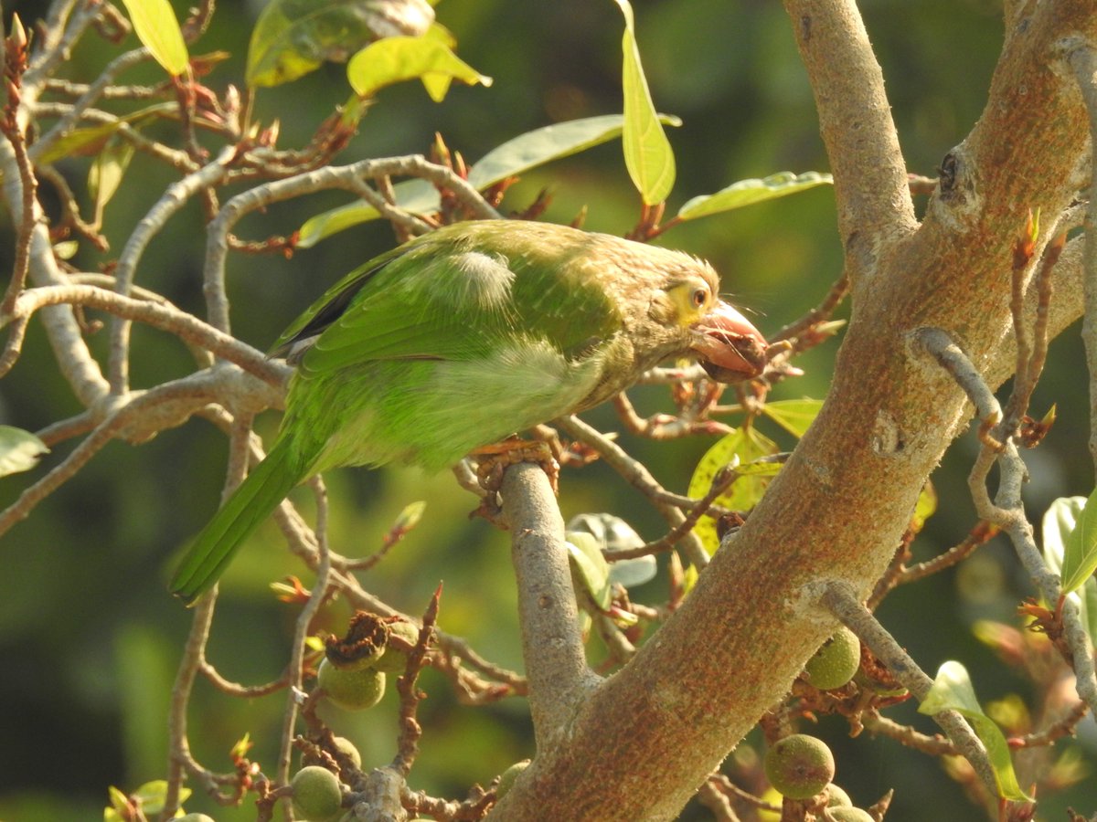 Royal Feast! #coppersmithbarbet A pair of them gorging on figs. #IndiAves @sue9a @_chandnisingh @birdcountindia @IndiAves