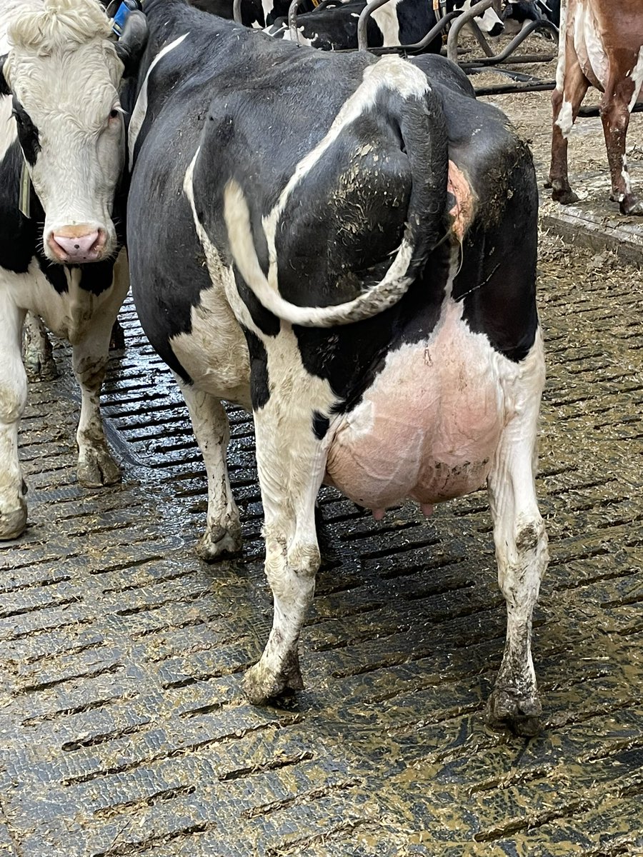 bovi_gen's tweet image. Great ProCROSS herd visit in Sweden. 300 cows, 13500kg @4.35% fat and 3.55% p. 18% culling rate. Picture on the left is trying to show how uniform the herd is.
#PRocross,#dairy365,#ukdairy