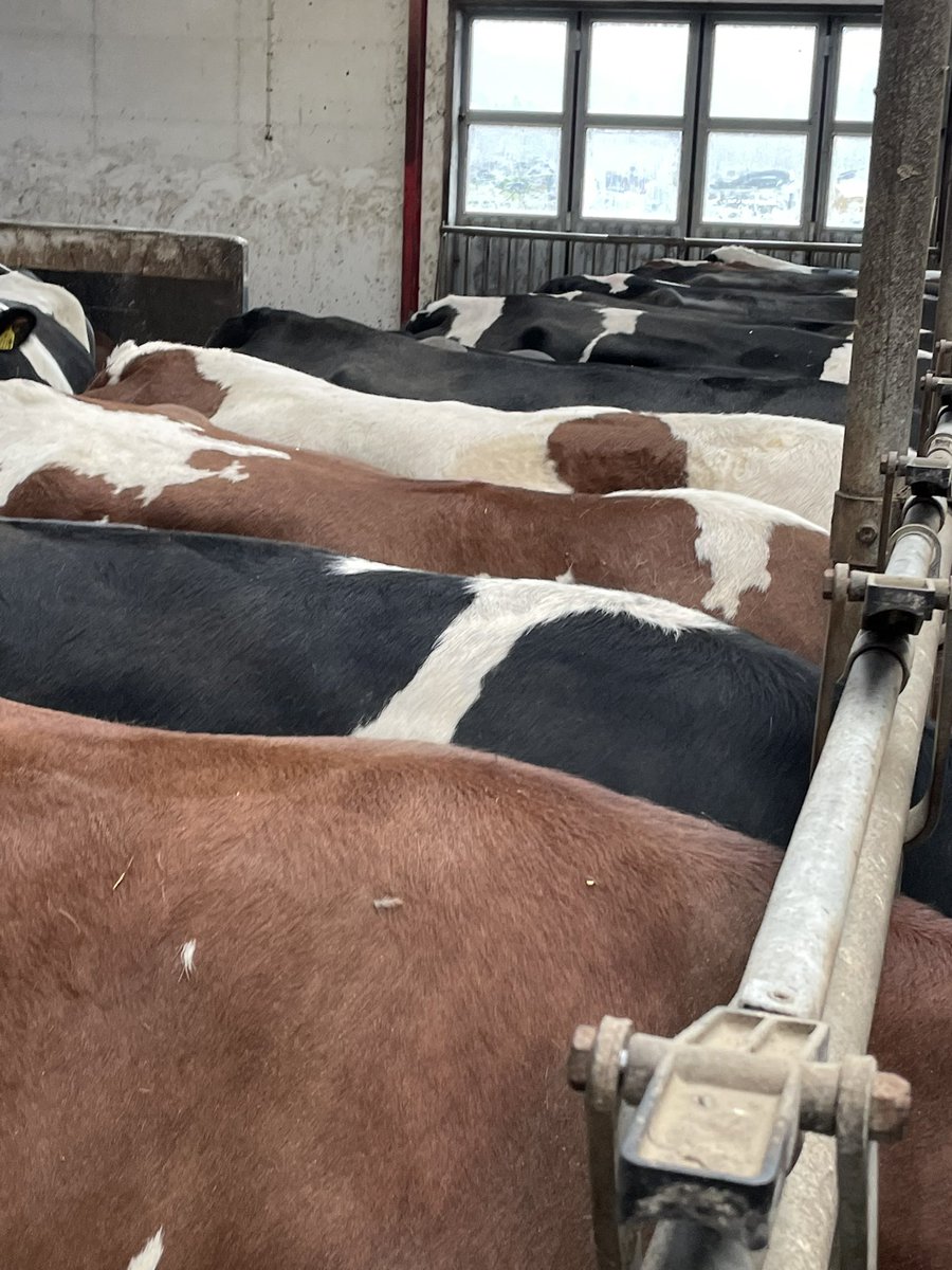 bovi_gen's tweet image. Great ProCROSS herd visit in Sweden. 300 cows, 13500kg @4.35% fat and 3.55% p. 18% culling rate. Picture on the left is trying to show how uniform the herd is.
#PRocross,#dairy365,#ukdairy
