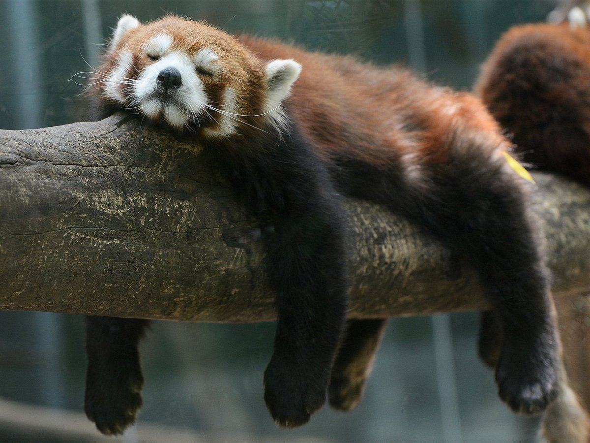 Red Panda Every Hour! tweet media
