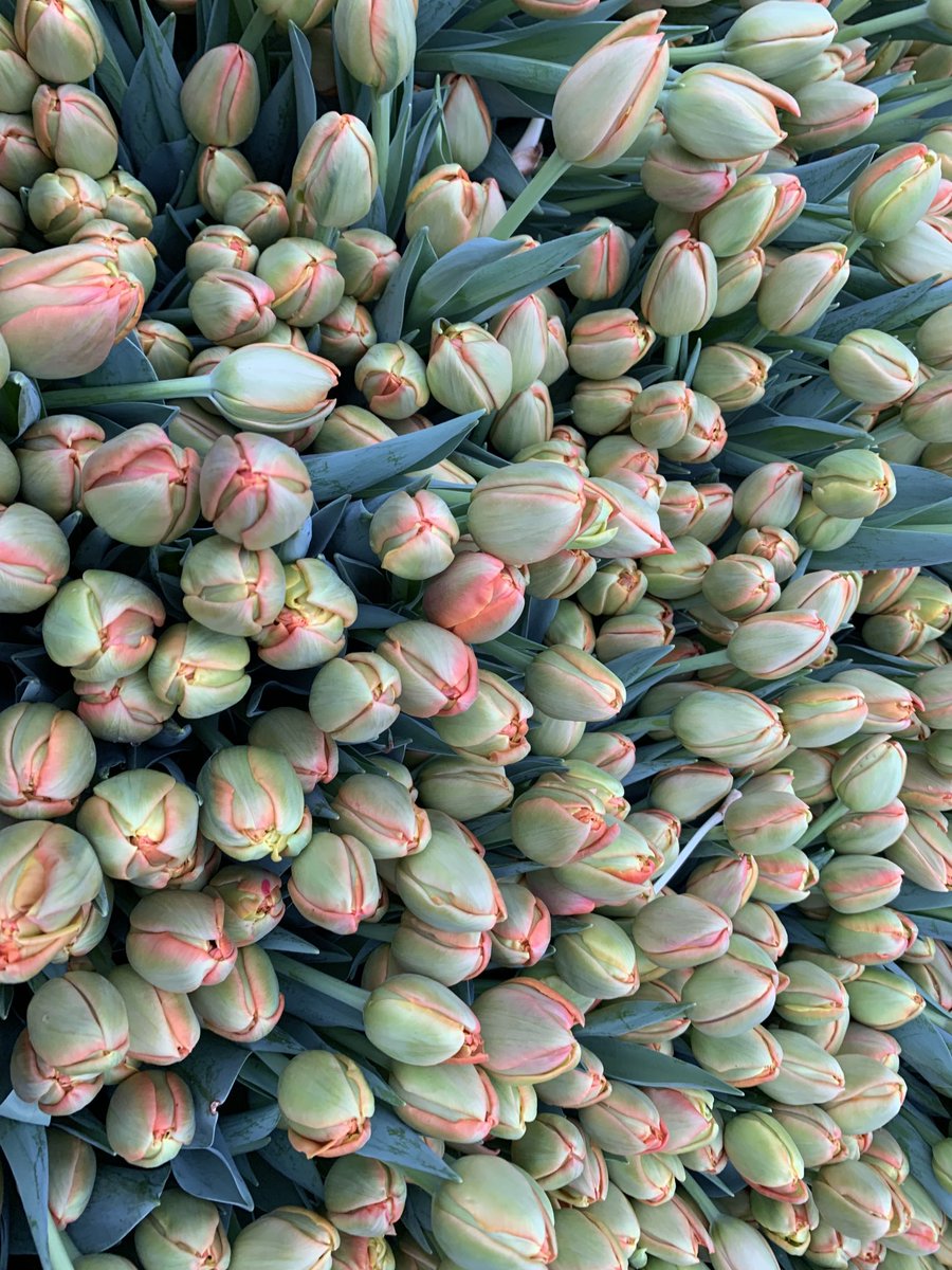 A busy day with Icoon tulips today