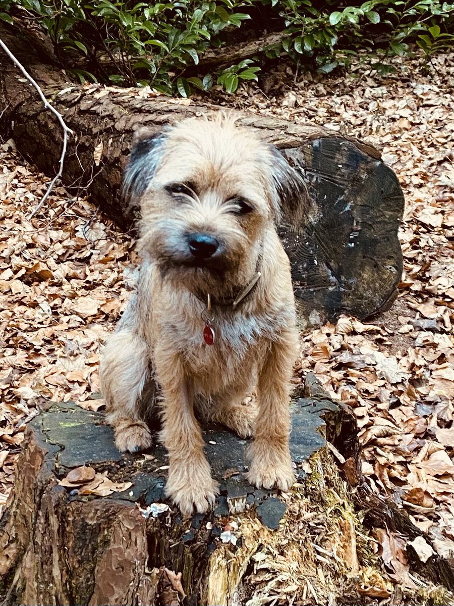 AmandaMcD59's tweet photo. @claptonterrier Eddy the BT 💙🐶💙 sorry couldn’t DM https://t.co/5vrDvuSesC