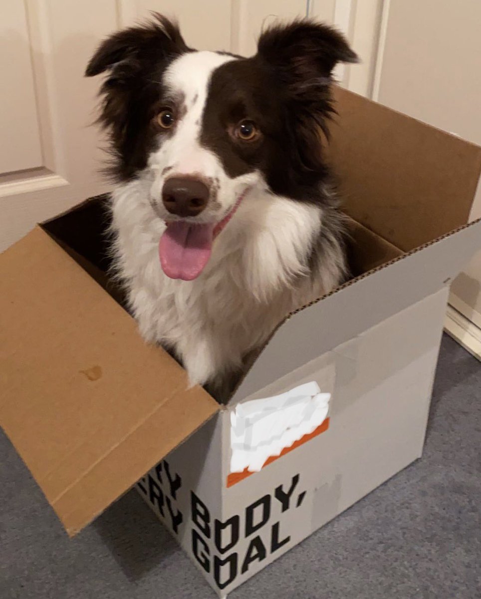meta_woof's tweet photo. @JoshuaHalls13 #dogsoftwitter #dogecoin #dogs https://t.co/CRxnXpKT8y
