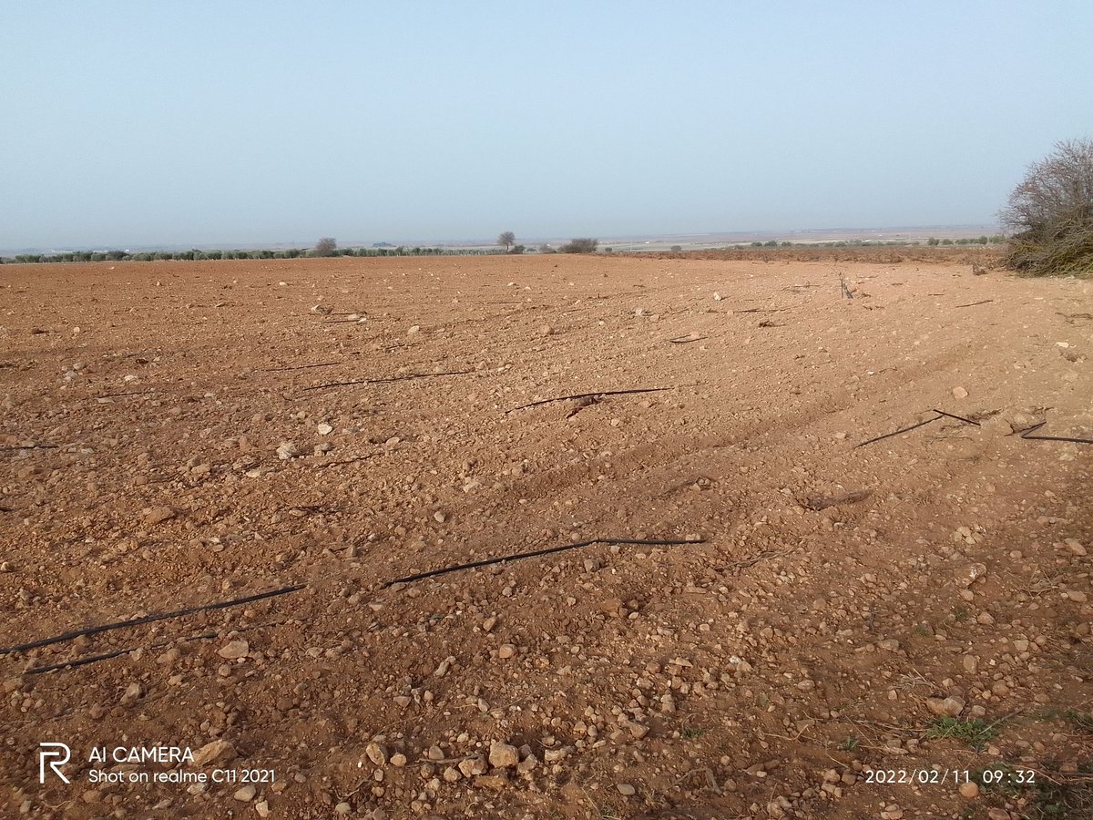 Buen día,los restos de un viñedo antiguo de más de 90 años,ahora ya en tierra..y de regadío..los bajos precios pierden la rentabilidad y deciden arrancar los