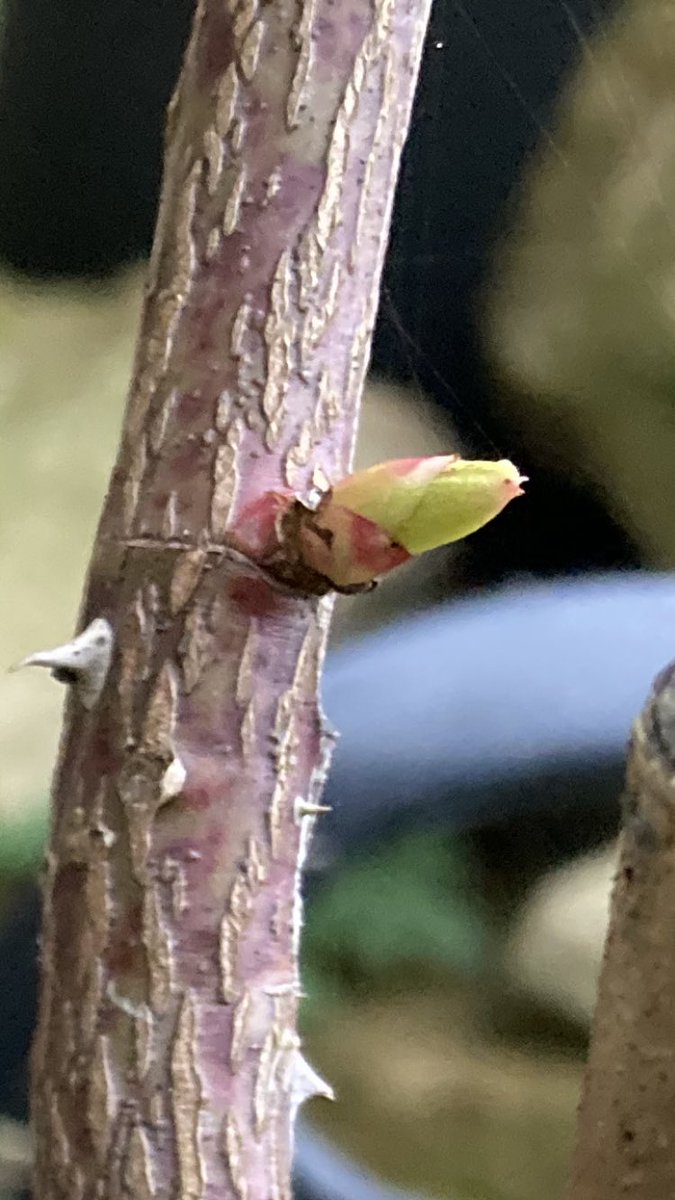 clarke_mic's tweet photo. A Spring rose shoot in the garden! #Followbackfriday can’t grow any more because I’m stuck at 5000. https://t.co/bhYgWi93Is